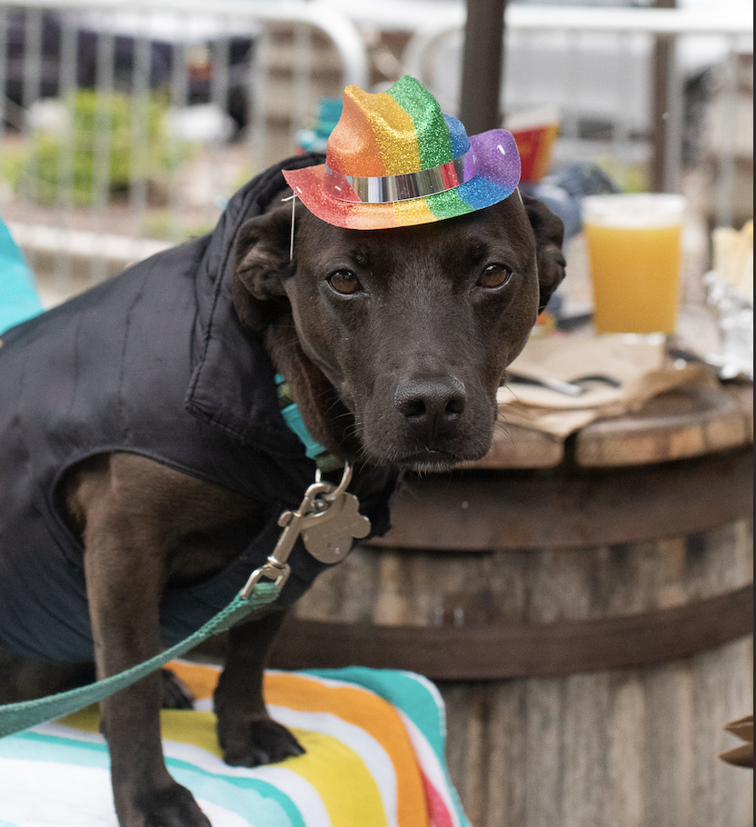 Cerebral Dog Pride Parade